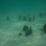 COSA STA UCCIDENDO I MOLLUSCHI A PORTO CESAREO?
