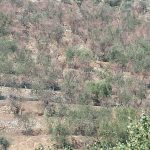 GLI ULIVI DEI COLLI PISANI