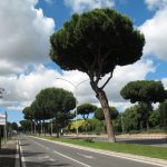 ANCHE SE CIO’ “cambierà anche il paesaggio di Roma”, LA RAGGI VUOLE ABBATTERE I PINI “malati”: SONO “fascisti”