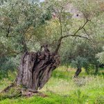 “Il batterio è spesso presente in alberi sani e spesso assente in alberi che presentano disseccamenti”. E’ STATO COSTITUITO SULLA QUESTIONE XYLELLA UN “Comitato Scientifico Multidisciplinare Indipendente”