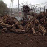 GASDOTTO TAP / CONTINUANO GLI ABBATTIMENTI DEGLI ULIVI AL CANTIERE DI SAN BASILIO