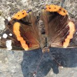 A CACCIA – FOTOGRAFICA ! – A LUPOMONACO