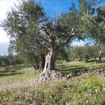 CON UN’INSOLITA VIOLENZA VERBALE, LA CONFAGRICOLTURA RILANCIA LA SOLITA MISTIFICAZIONE SULLA FRODE XYLELLA, DIETRO CUI SI CELANO GLI INTERESSI DI AFFARISTI, SPECULATORI E DEVASTATORI DEL TERRITORIO