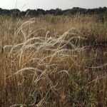 L’AREA LUPOMONACO A VEGLIE DA VALORIZZARE