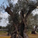 QUESTIONE XYLELLA / IL POPOLO DEGLI ULIVI SCENDE DI NUOVO IN PIAZZA A LECCE DOMENICA 31: “ecco perché abbiamo il diritto e il dovere di provare a curarli”