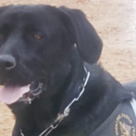 L’ ADDIO A TOMMY, CANE EROE VIGILE DEL FUOCO