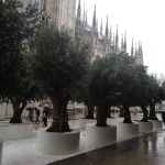SAPESSI COME E’ STRANO SENTIRSI FRA GLI ULIVI A MILANO…MA CHE SENSO HA UNA ‘TRASPOSIZIONE ARTISTICA’ COME QUESTA, DI UN SIMBOLO USURPATO?