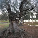 ULTIM’ORA / CHI NON ABBATTE GLI ULIVI, SARA’ PUNITO. UNA ‘TASK FORCE’ REGIONALE PER COLPIRE CHI NON SI ADEGUA ALLA FRODE MONTATA SULLA XYLELLA. IL MINISTRO CENTINAIO PEGGIO DEL GENERALE SILLETTI