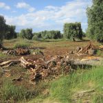 STOP FRODE XYLELLA! ECCO MOTIVAZIONI ED OBIETTIVI DELLA GRANDE MANIFESTAZIONE A BARI DI VENERDI’ 14. LA STRAGE DEI NOSTRI ULIVI, CIOE’ DELL’IDENTITA’ STESSA – CHE E’ UN’ENTITA’ FISICA, NON SOLO SPIRITUALE – DEL NOSTRO TERRITORIO, CONTINUA: OCCORRE FERMARLA