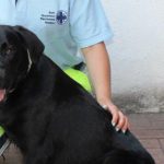 UN’ORDINANZA PER TUTELARE I CANI LASCIATI IN BALCONE