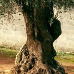 leccecronaca.it ADERISCE ALL’APPELLO DI VANDANA SHIVA. 10