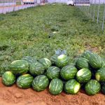 ALTRI ‘CAPORALI’ E ALTRI DUE ARRESTI