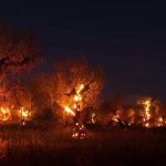 “Interventi decisi per espiantare, reimpiantare”, L’EMERGENZA INCENDI DI COLDIRETTI