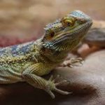 UN IGUANA A SAN PIETRO VERNOTICO