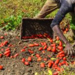 ALTRI LAVORATORI EXTRACOMUNITARI SFRUTTATI