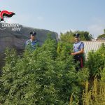 COLTIVAVA MARIJUANA, ARRESTATO