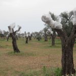 ULIVI SANI E MOLTI MILLENARI SPARITI. PREZIOSI MURETTI A SECCO SMANTELLATI, FRA CUI QUELLI DELLA STORICA VIA FRANCIGENA. COME A MELENDUGNO TAP, COSI’ SUBITO DOPO VERSO BRINDISI SNAM STA DEVASTANDO IL NOSTRO TERRITORIO. ECCO NOTIZIE AGGIORNATE, DATI E FOTO