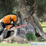 XYLELLA, L’EPIDEMIA INVENTATA