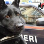 IL CARABINIERE AUSILIARIO QUENTIN NON SBAGLIA UN COLPO, OGGI NE HA MESSI A SEGNO ALTRI DUE, TRE PRESUNTI SPACCIATORI FINISCONO IN CARCERE