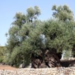 IL VAPORE UMIDO BOLLENTE CONTRO LA XYLELLA