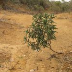 HANNO FATTO UN DESERTO E LO HANNO CHIAMATO XYLELLA