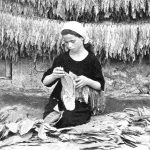 LA POLEMICA / ECCO A CHI VANNO I SOLDI, E PERCHE’ DIETRO L’ AFFAIRE XYLELLA RITORNA IL LATIFONDISMO
