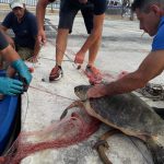 CONTRIBUTI PER I PESCATORI CHE SALVANO TARTARUGHE