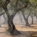 RELAZIONE FRA DISSECCAMENTO DEGLI ULIVI E TUMORI NELL’UOMO: CURARE I TERRENI E LE PIANTE PER CURARE COSI’ ANCHE GLI ESSERI UMANI. ESPERTI A CONFRONTO PUBBLICO, A CASTRI’ DI LECCE VENERDI’ 21