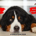 I CANI NON TRASMETTONO IL CORONAVIRUS