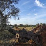 IL SALENTO DEVASTATO DALLE SPECULAZIONI ATTUATE IN NOME DELLA FRODE XYLELLA