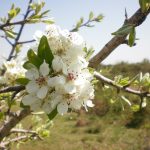 GLI EFFETTI BENEFICI DELLA PRIMAVERA