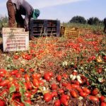 “La filiera agroalimentare chiede braccia per la raccolta dei frutti della terra e la ministra Bellanova risponde svendendogli uno stock di schiavi extracomunitari “