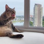 DAI GATTI C’E’ SEMPRE TANTO DA IMPARARE