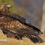 ORRORE PURO FRA LE MONTAGNE DELL’ALTO ADIGE: MAGNIFICO ESEMPLARE DI AQUILA REALE CRUDELMENTE UCCISA A FUCILATE MENTRE COVAVA I SUOI PICCOLI, ANCH’ESSI MORTI DI FAME ACCANTO AL CADAVERE DELLA MADRE. REAZIONI IN TUTTA ITALIA, UNA TAGLIA SUL CRIMINALE, CHIESTE MISURE URGENTI CONTRO LA CACCIA