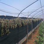 DUE DISTINTE OPERAZIONI ANTIDROGA DEI CARABINIERI