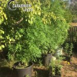 SCOPERTA COLTIVAZIONE ILLECITA DI MARIJUANA