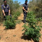 MARIJUANA MADE IN CAMPO NOMADI PANAREO