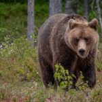 SCONVOLGENTE, TREMENDA E MERAVIGLIOSA, LA FORZA DELLA LIBERTA’!  INCREDIBILE, M49 PAPILLON RIESCE A FUGGIRE UN’ALTRA VOLTA, BEFFANDO I SUOI PERSECUTORI. ORA E’ IN ALTA QUOTA FRA LE MONTAGNE DEL TRENTINO, BRACCATO DAI CORPI SPECIALI SPEDITI ALLA SUA CACCIA DAL PRESIDENTE DELLA PROVINCIA AUTONOMA DI TRENTO