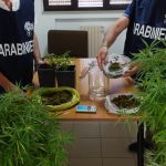 COLTIVAVA IN CASA PIANTE DI MARIJUANA, ARRESTATO