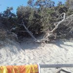 COSI’ STIAMO DISTRUGGENDO LE DUNE DI PORTO CESAREO