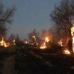 IN UN SALENTO MARTORIATO DA FUOCO E FUMO, ORA PIU’ CHE MAI: STOP FRODE XYLELLA! IL MINISTERO DELL’AMBIENTE DEFINISCE I REMPIANTI DANNOSI PER IL TERRITORIO. CONTINUANO I ROGHI DI ULIVI PER FAVORIRE LE SPECULAZIONI. LE ASSOCIAZIONI AMBIENTALISTE CHIEDONO L’INTERVENTO DELLA MAGISTRATURA