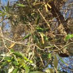 L’INTERVENTO / LA QUESTIONE XYLELLA AD UNA SVOLTA. RECUPERO OLIVETI AUTOCTONI: WORK IN PROGRESS