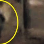 IL DUPLICE DELITTO DI LECCE CITTA’ / DANIELE, RENATA, PEPPINO, GLI ETERNI MISTERI DI DELITTI NEL SALENTO. ORA IL BUIO SULL’ARBITRO DE SANTIS ED ELEONORA