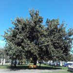 SABATO 21 NOVEMBRE, LA GIORNATA DEGLI ALBERI SIA OCCASIONE DI SPERANZA  IN UN FUTURO DI PROSPERITA’