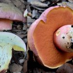 E’ BENE FAR CONTROLLARE I FUNGHI RACCOLTI, ECCO DOVE
