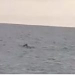 UN NUOVO AVVISTAMENTO DI UNA FOCA MONACA