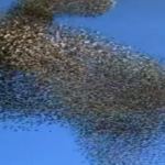UN ALTRO SPETTACOLO STRAORDINARIO DELLA NATURA