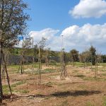 UN BOSCO DI QUERCE DA SUGHERO ALL’ECOTEKNE