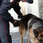 AGGUATO NELLA NOTTE, FREDDATO EX CARABINIERE / NUOVO SOPRALLUOGO CON L’AUSILIO DELLE UNITA’ CINOFILE, STANNO CERCANDO L’ARMA DEL DELITTO