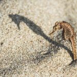 ‘RISPETTO PER LA BIODIVERSITA’ SULLE NOSTRE SPIAGGE’
